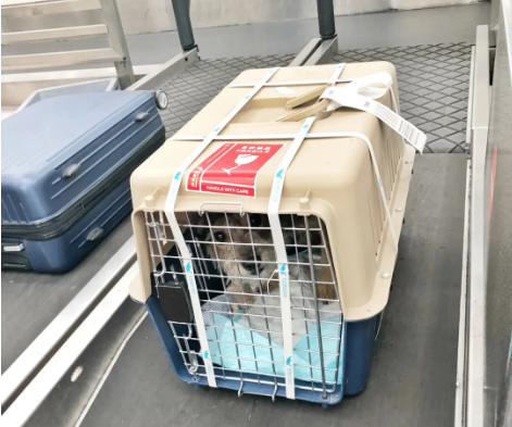 宁波宠物托运 宠物托运公司 机场宠物托运 宠物空运